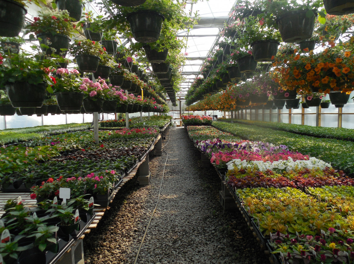 Succulents: Guide to a Thriving Indoor Oasis